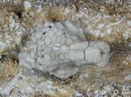 Uperocrinus Crinoid Calyx - Missouri #58271-1